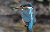 Kingfisher on River Ure near Masham