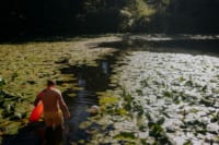 Man entering Coffin Lake, to enjoy wild swimming on Swinton Estate near Masham