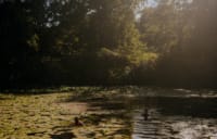 Dappled sunshine over wild swimming lake at Swinton Estate, near Masham