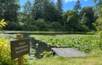Swinton Estate offers wild swimming near Masham
